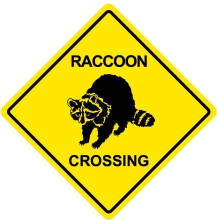 raccoon.jpg
