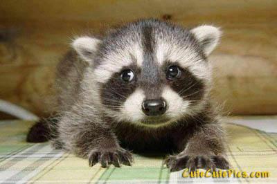 cute-baby-racoon.jpg