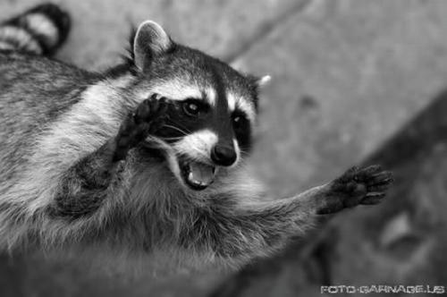 cool_racoons_20.jpg