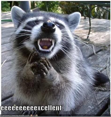 funny-pictures-evil-raccoon.jpg