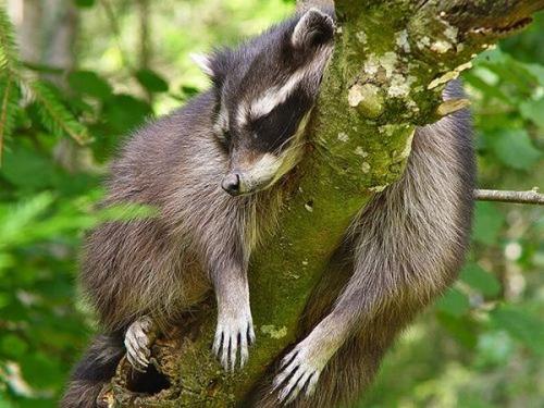 cool_racoons_21.jpg